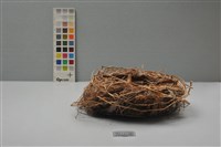 藏品(鳥巢)的圖片